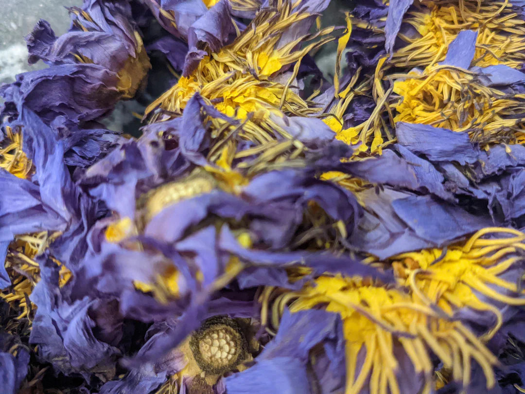 How to Use Plant Allies for Inner Clarity